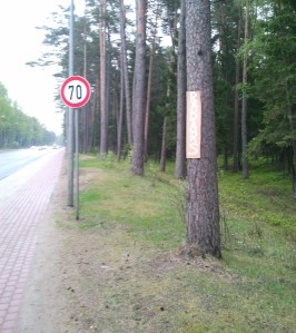 Jūrmala, jau atkal meža posms